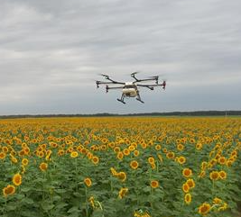 ��ԭ�ɷ�ֲ������Ҷ�ĳ� ֲ���г�δ��������ȫ���̵ķ���