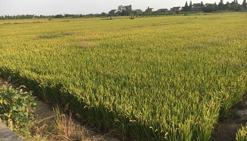 ��������ũҵȫ��ʵʩ ֲ�����˻�����֢��ҩ��